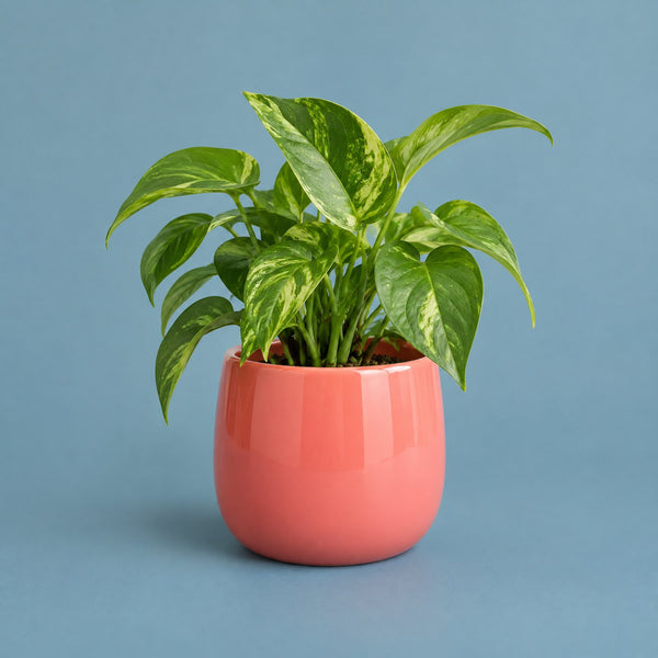 Happy Growth - royalty free corporate pop music track, green plant in a pink pot cover art by Music Radio Creative