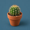 Small Things Matter cover art