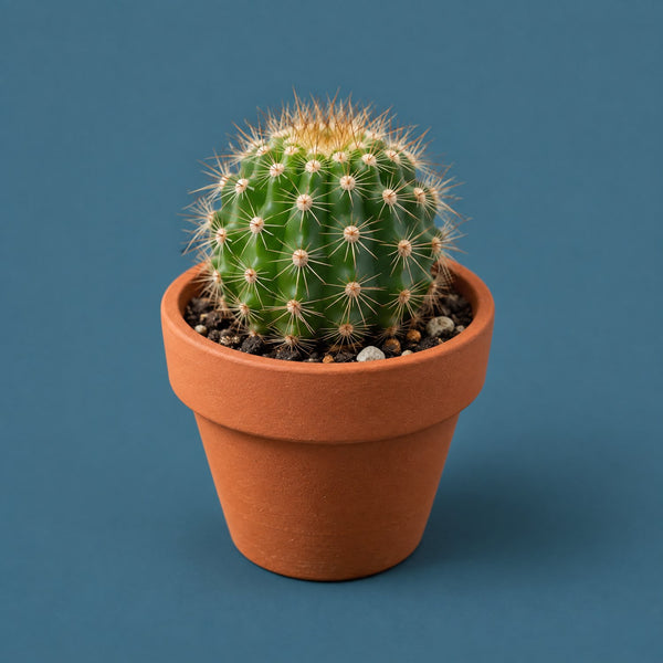 Small Things Matter - royalty free corporate pop music track, tiny cactus cover art by Music Radio Creative