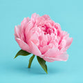 Blissful Day cover art