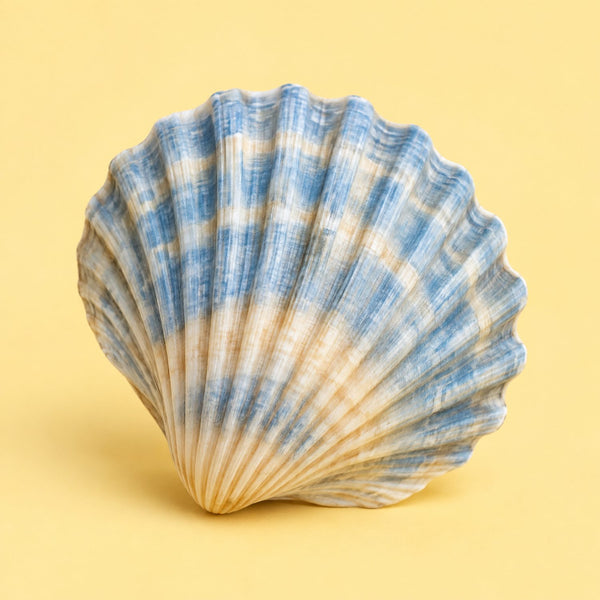Bossa Nova Nights - royalty free Latin music track, scallop shell cover art by Music Radio Creative