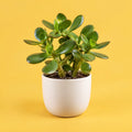 Grow and Prosper cover art