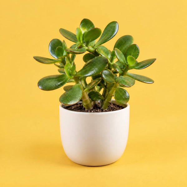 Grow and Prosper - royalty free electronic music track, jade plant cover art by Music Radio Creative
