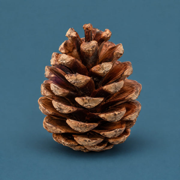 Beginning and End - royalty free cinematic music track, pine cone cover art by Music Radio Creative