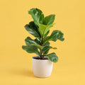 Positive Growth cover art