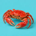 Summer Creatures cover art
