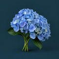 Blue cover art