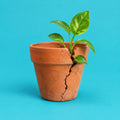 Cracks cover art