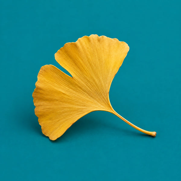 Leaf Dropping - royalty free drum and bass music track, ginkgo leaf cover art by Music Radio Creative