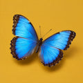 Transform cover art