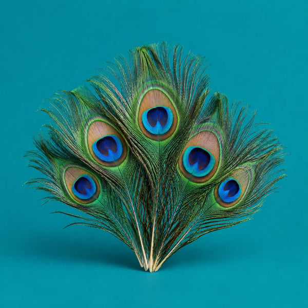 Bollywood Renewal - royalty free Bollywood music track, peacock feathers cover art by Music Radio Creative