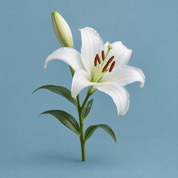 Spiritual Day - royalty free Christian music track, white lily cover art by Music Radio Creative