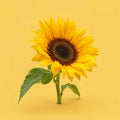 Believe Today cover art