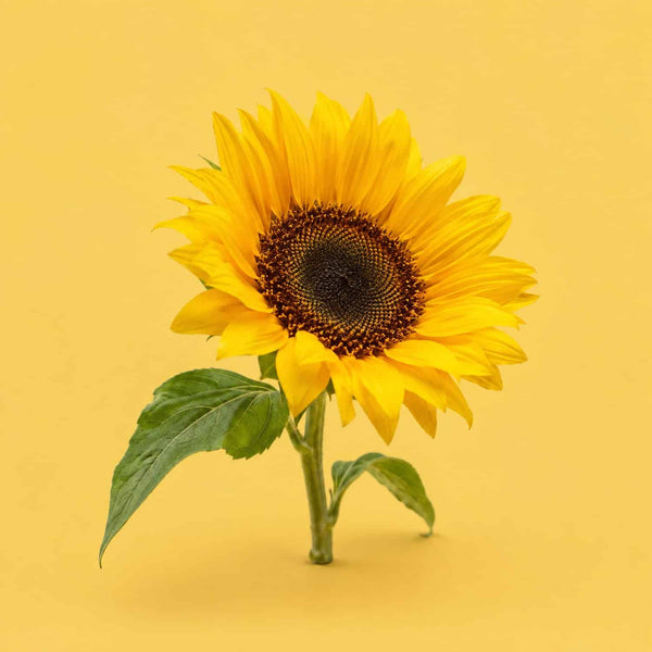 Believe Today - royalty free Christian music track, sunflower cover art by Music Radio Creative