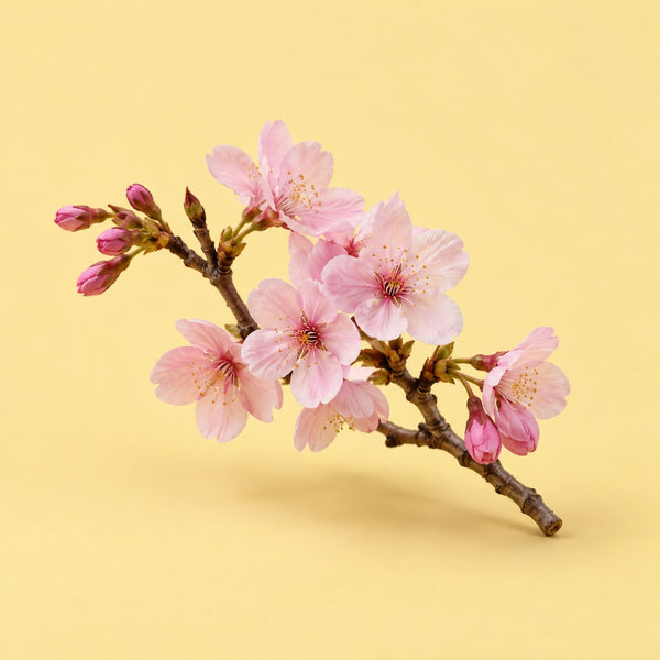 Hopeful Blossom - royalty free Christian music track, cherry blossom branch cover art by Music Radio Creative