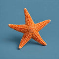 Twinkle Evening Star cover art