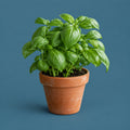 Grow Now cover art