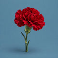 Flamenco cover art