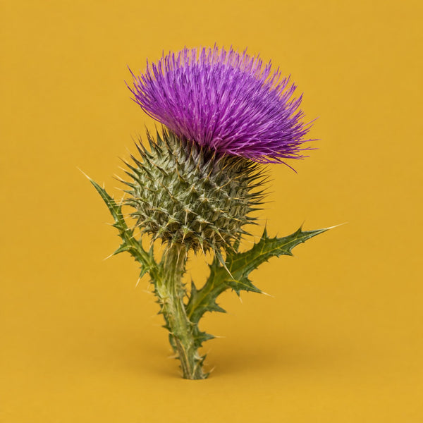 Auld Lang Syne - royalty free folk music track, thistle cover art by Music Radio Creative