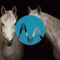 Arabian Horses cover art