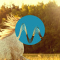 Horse Race cover art