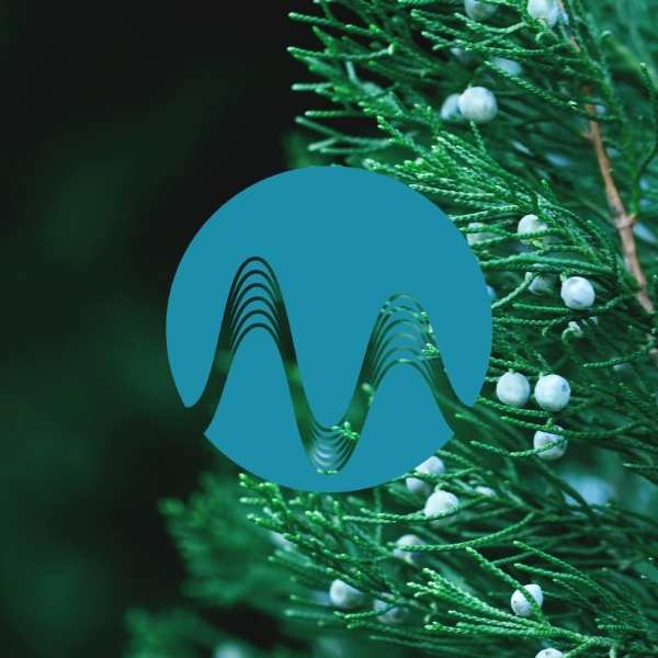 In The Woods - music catalogue - Music Radio Creative