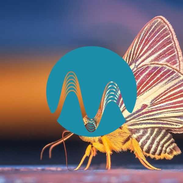 Wings of Freedom - music catalogue - Music Radio Creative
